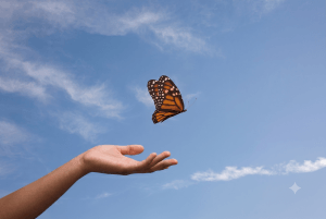 Envol d'un papillon